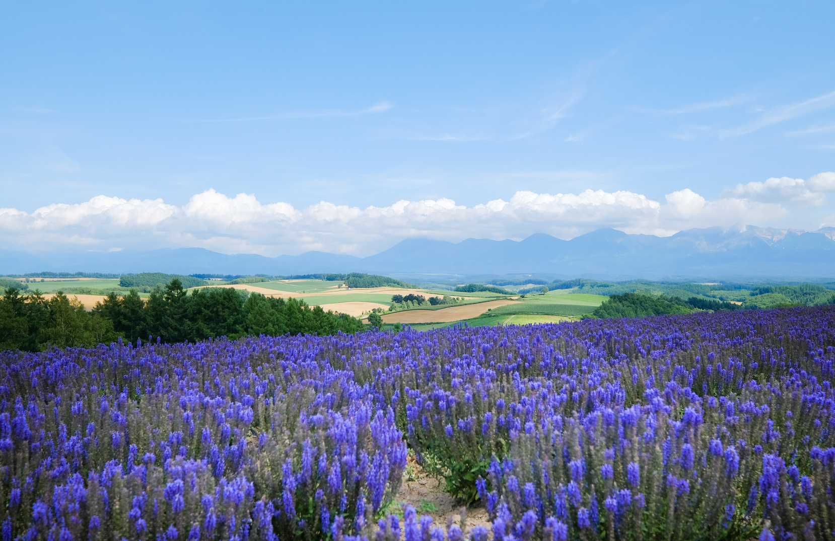 Natural Lavender field with Mountain Range