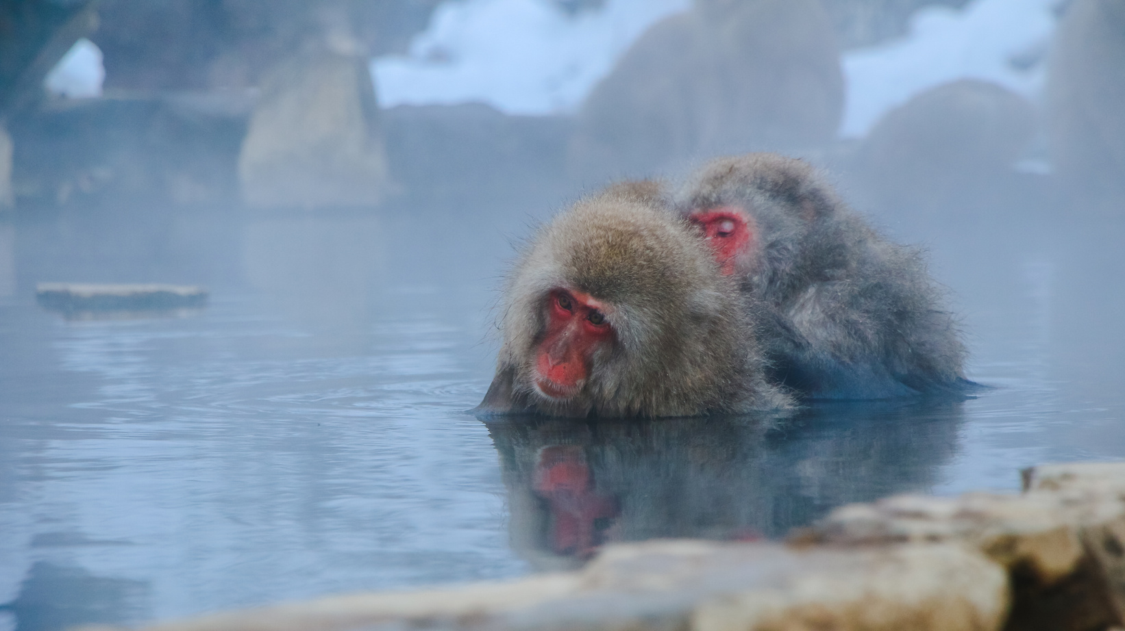 Japanese Snow Monkey Macaque in Hot Spring Onsen Jigokudan Park,